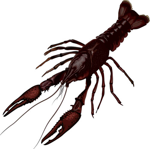 crayfish: Definition from Answers.