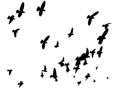 1000+ images about Flock of Birds Idea