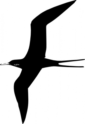 Download Frigate Bird clip art Vector Free