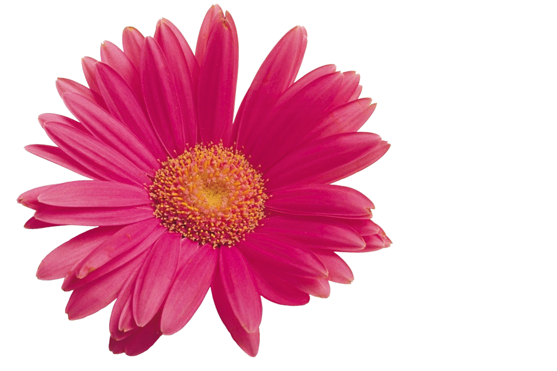 free clip art animated flowers - photo #45