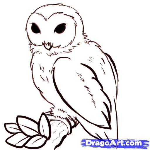 Cartoon Drawn Owl
