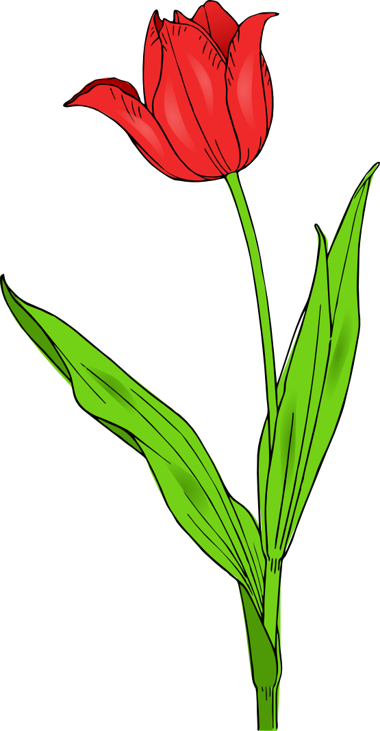 Flowers Xochi Colored Tulip Spring Flowers openclipart.org commons ...