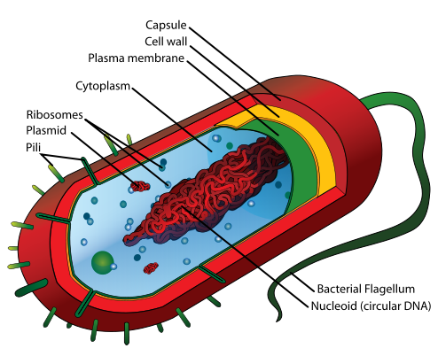 Simple Animal Cell Diagram - ClipArt Best
