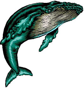 Humpback Whale Cartoon