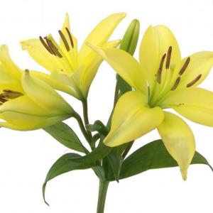 Free Easter Lily Flower Clip Art Image | ClipArTidy