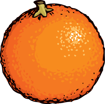 Orange Fruit Peel Sketching Clip Art, Vector Images ...