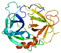 Neutrophil elastase - Wikipedia