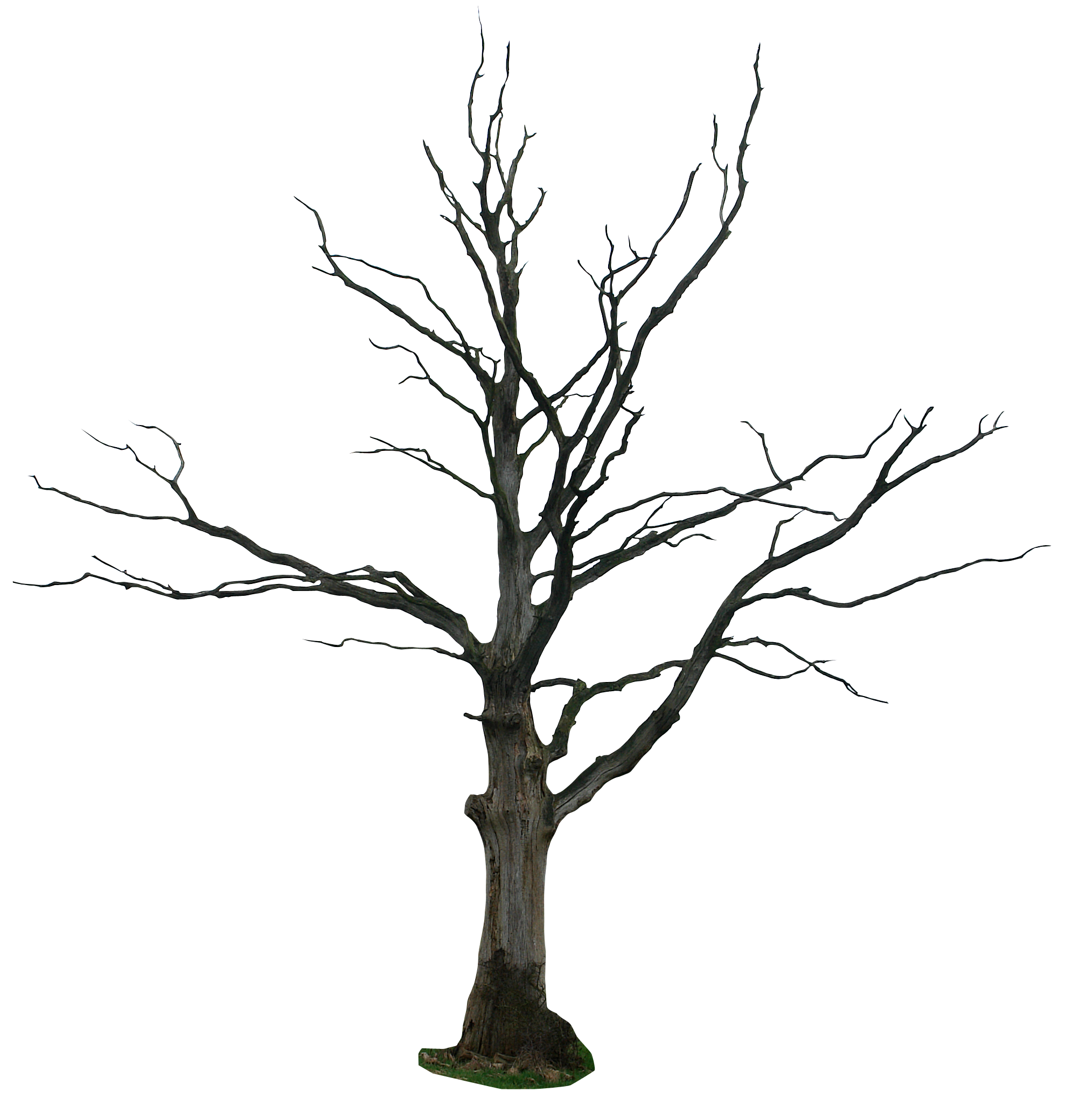 tree drawing clip art - photo #27