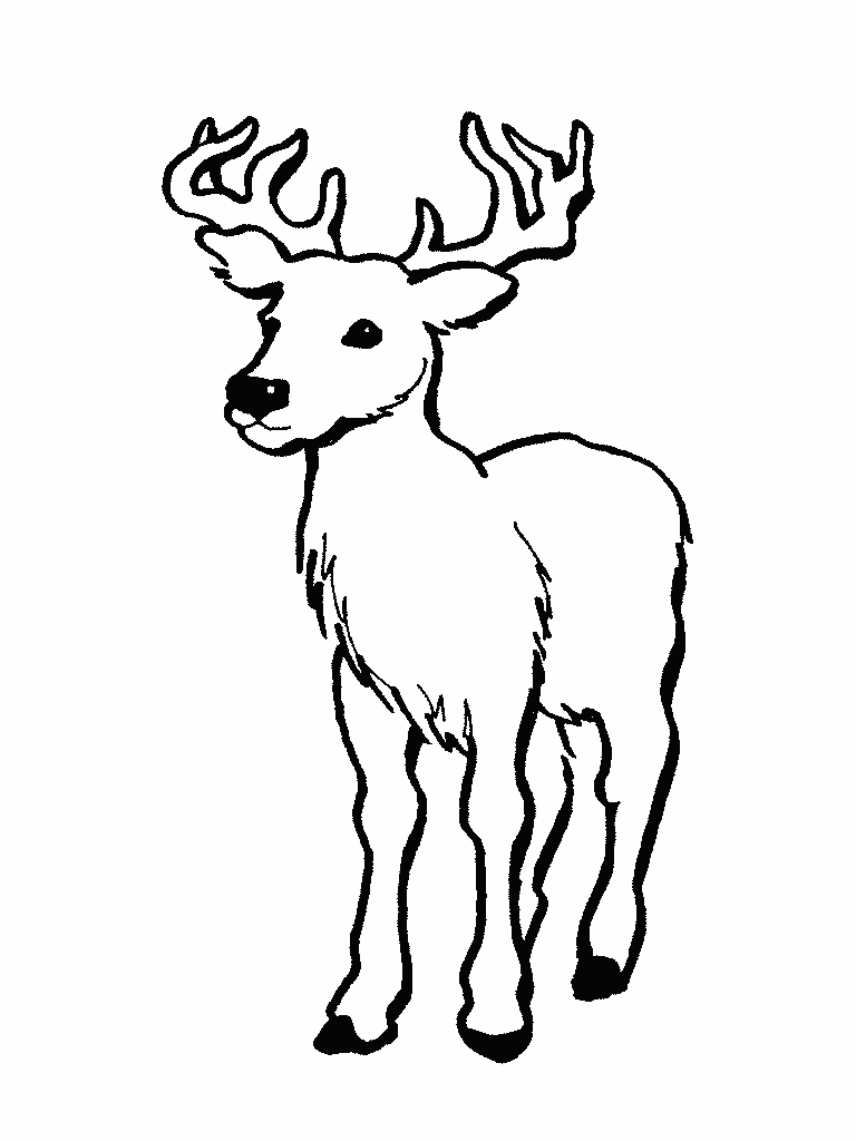 White Tailed Deer Coloring Pages | Printable Coloring Pages For Kids