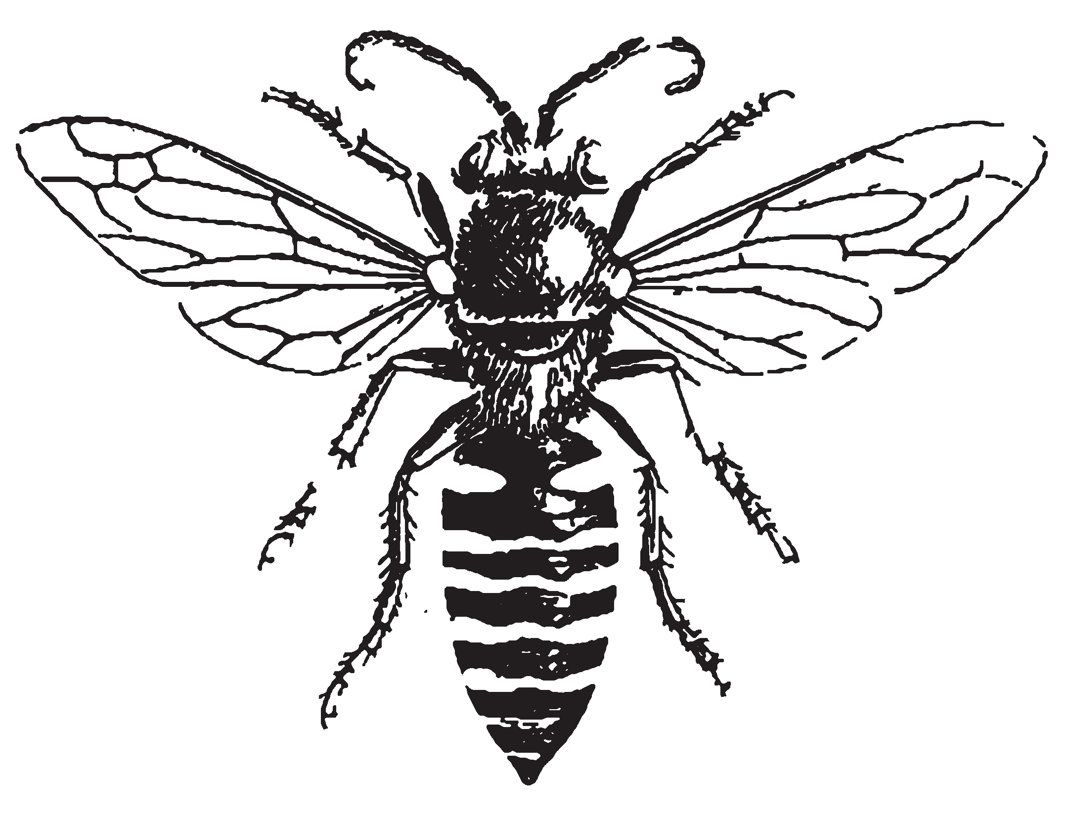 Line Drawing Bee Hive | Line Drawing
