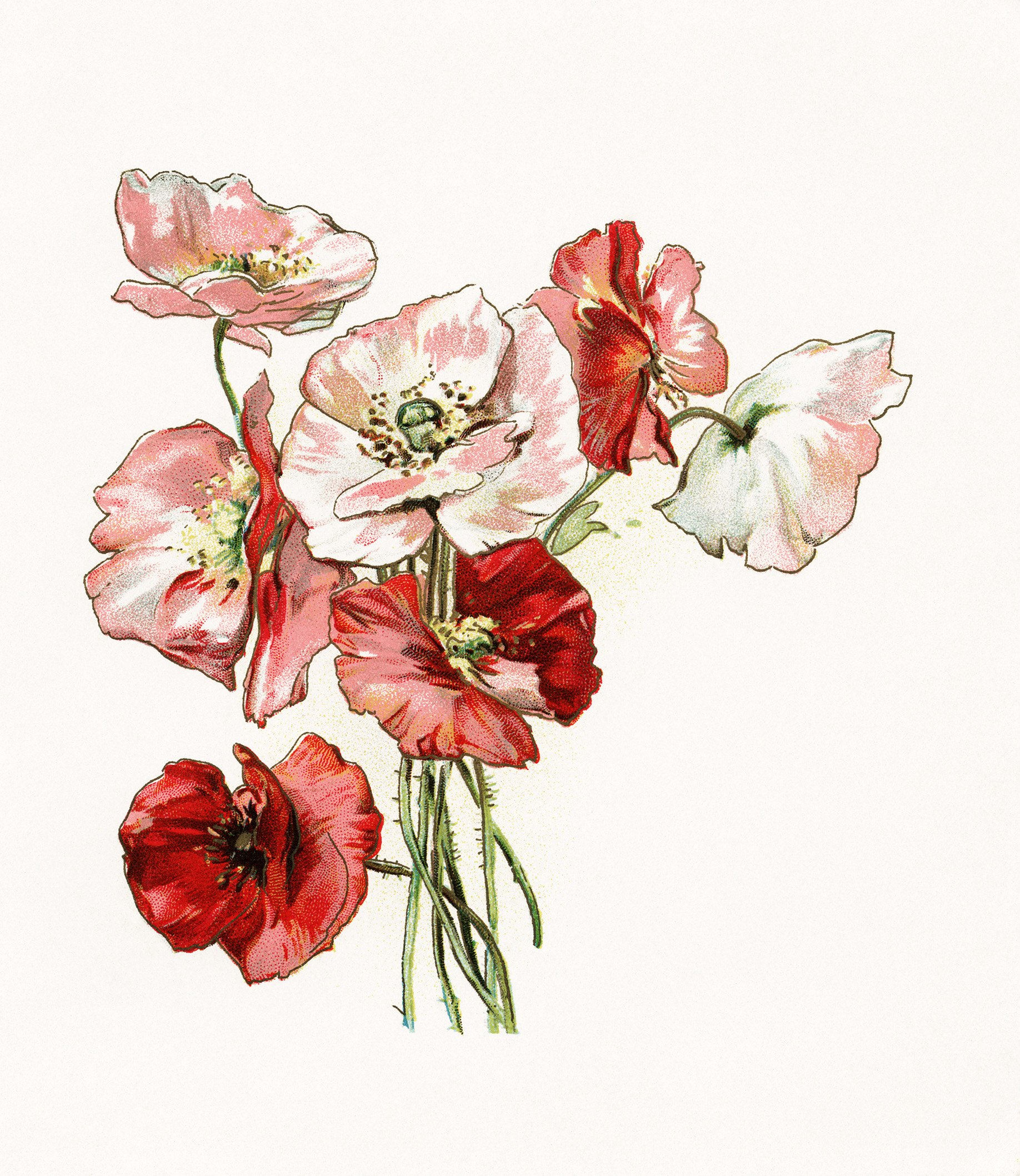 free vintage flower clip art - photo #30