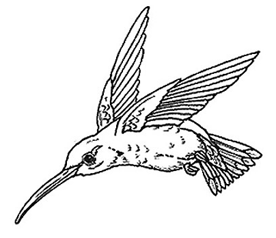 Ruby-Throated Hummingbird By Trumpet Vine Clip Art Download