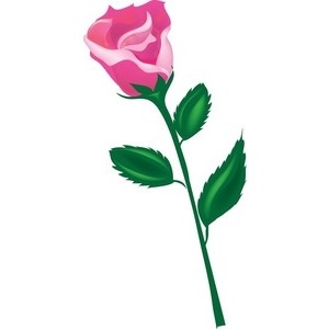 Rose Clipart Image - Long Stem Rose - Polyvore