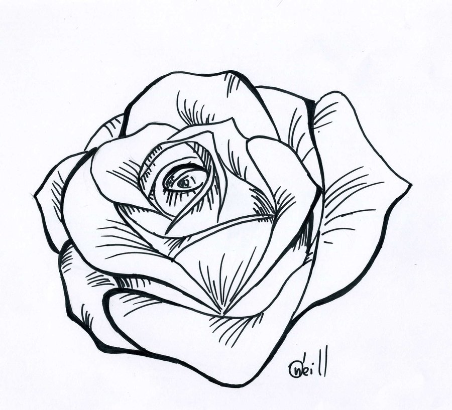 Line Drawing Of A Rose