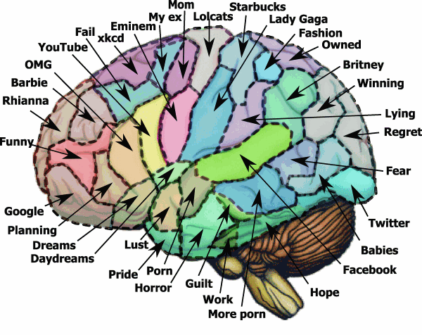 Brain Diagram For Kids - ClipArt Best