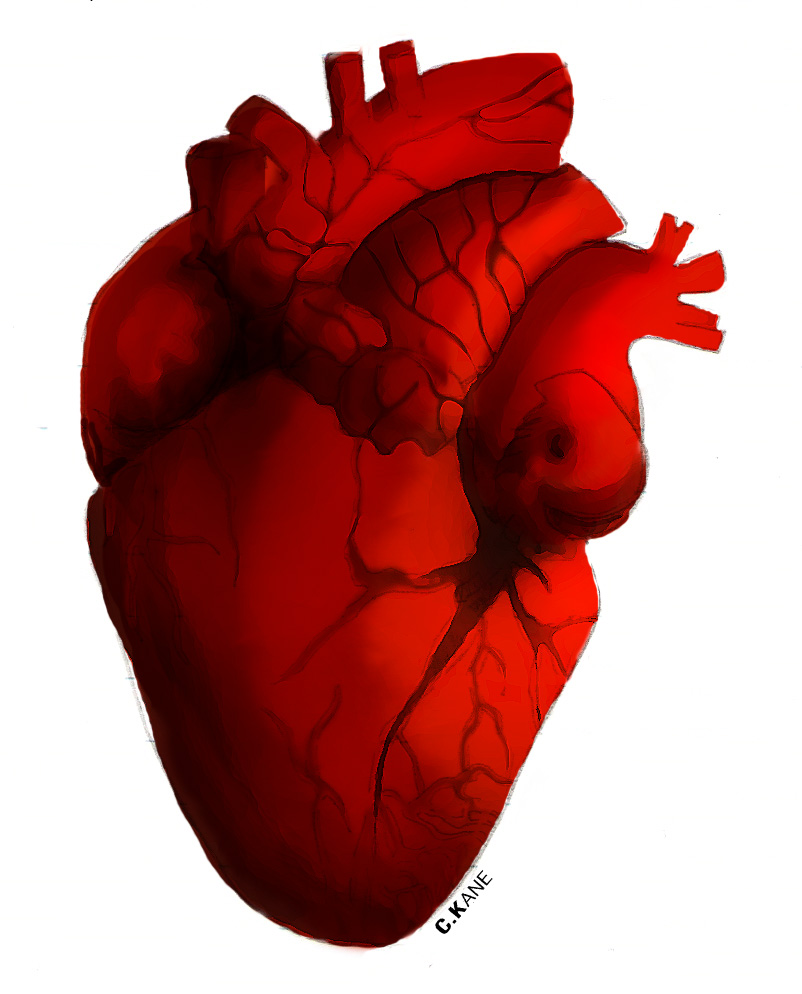 free human heart clip art - photo #5