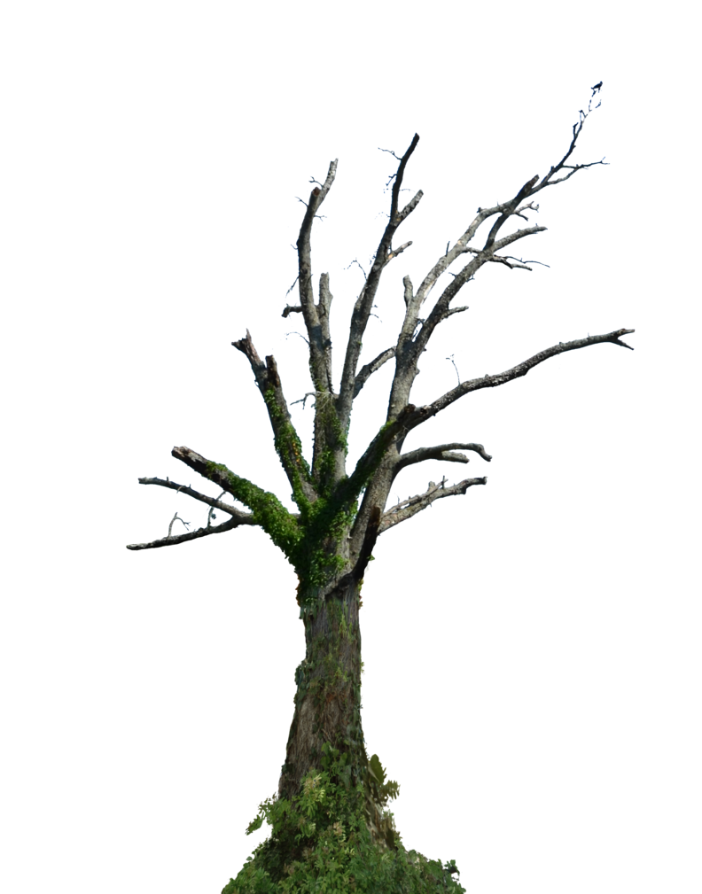 clip art dying tree - photo #44