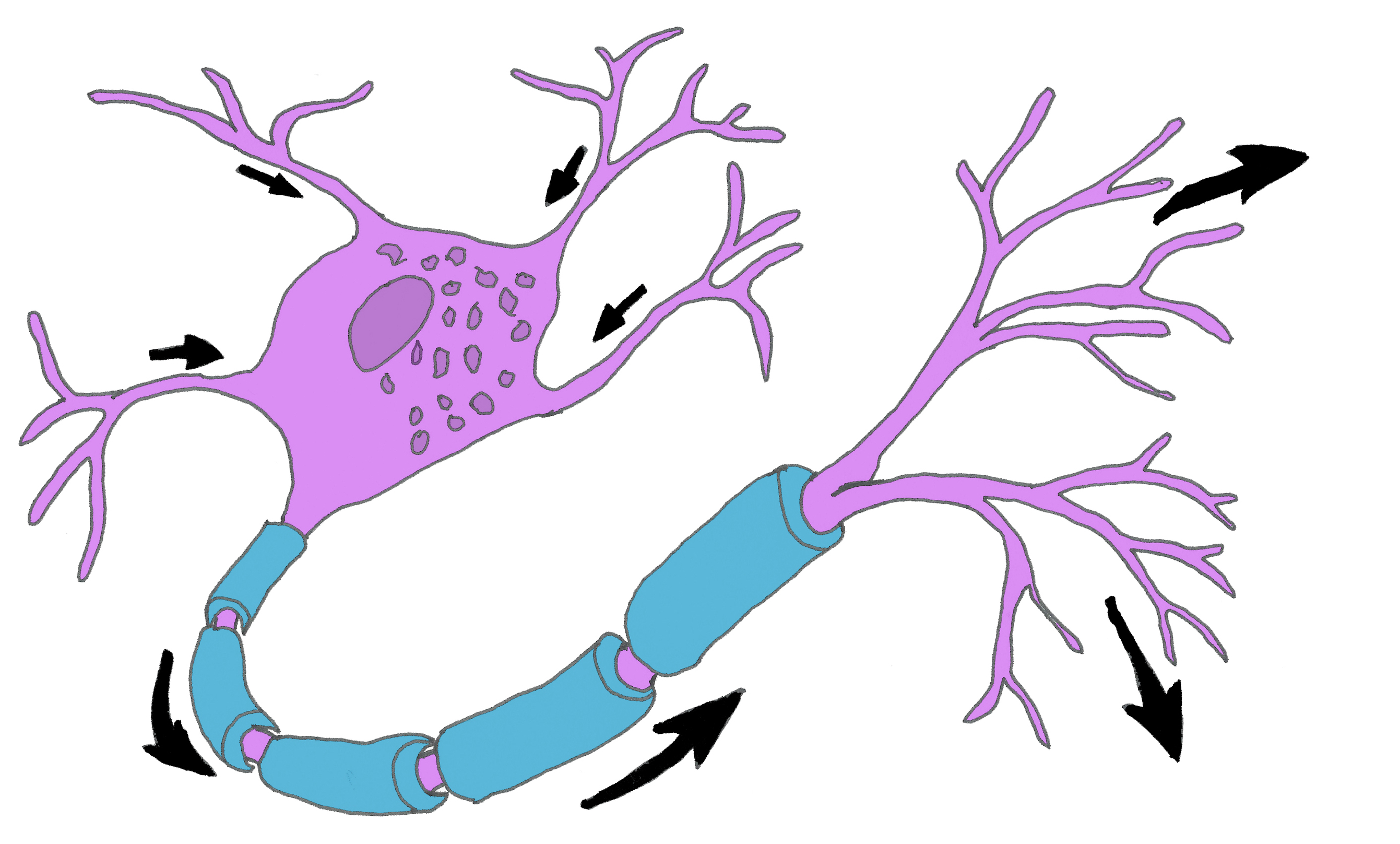 Neuron Picture Clipart - Free to use Clip Art Resource