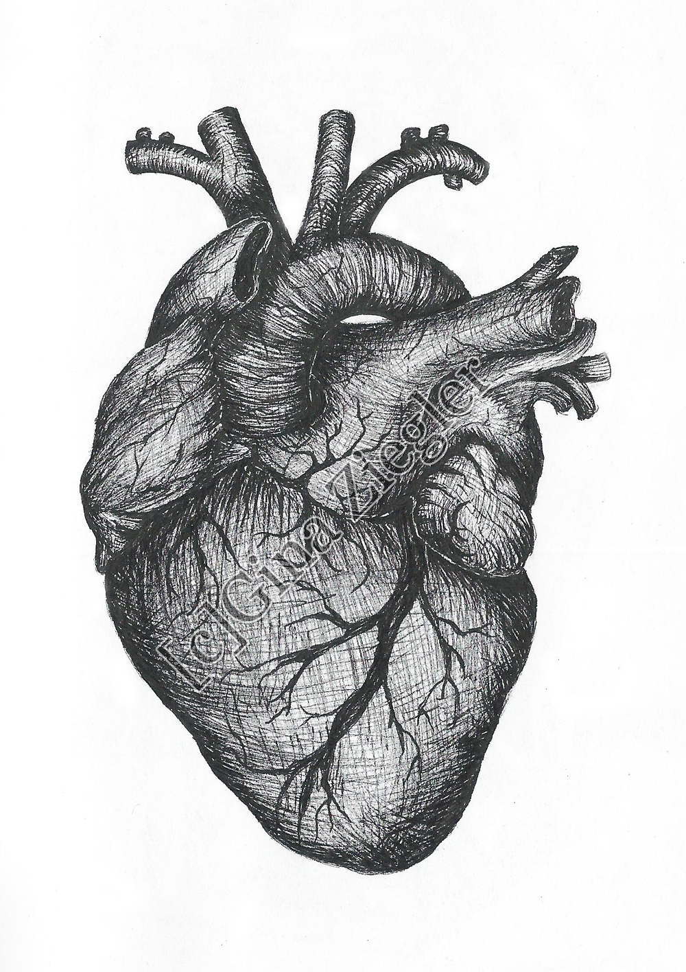 A Real Heart | Free Download Clip Art | Free Clip Art | on Clipart ...
