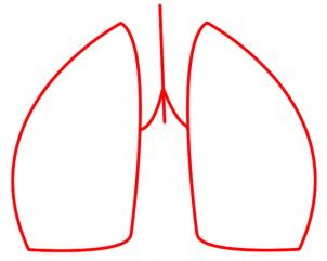 How to Draw Lungs, Step by Step, Anatomy, People, FREE Online ...