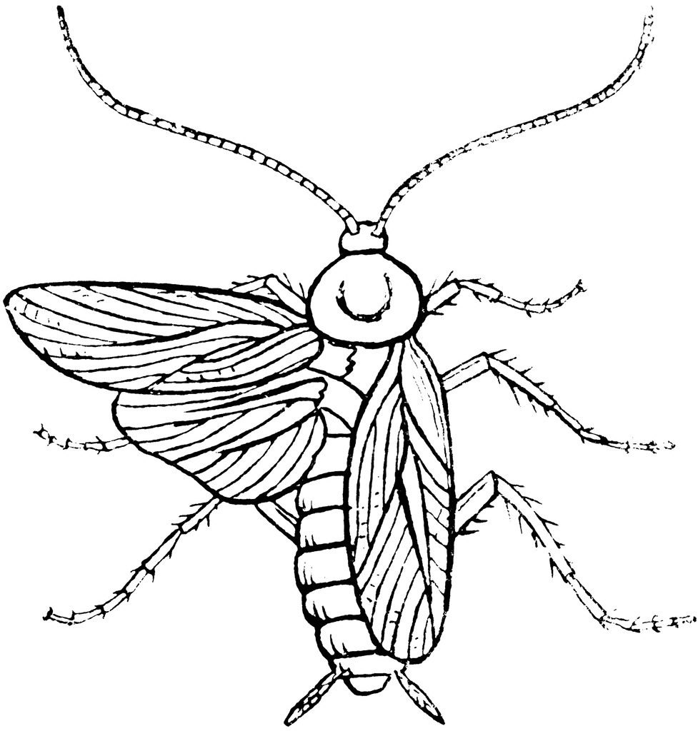 Male Cockroach | ClipArt ETC