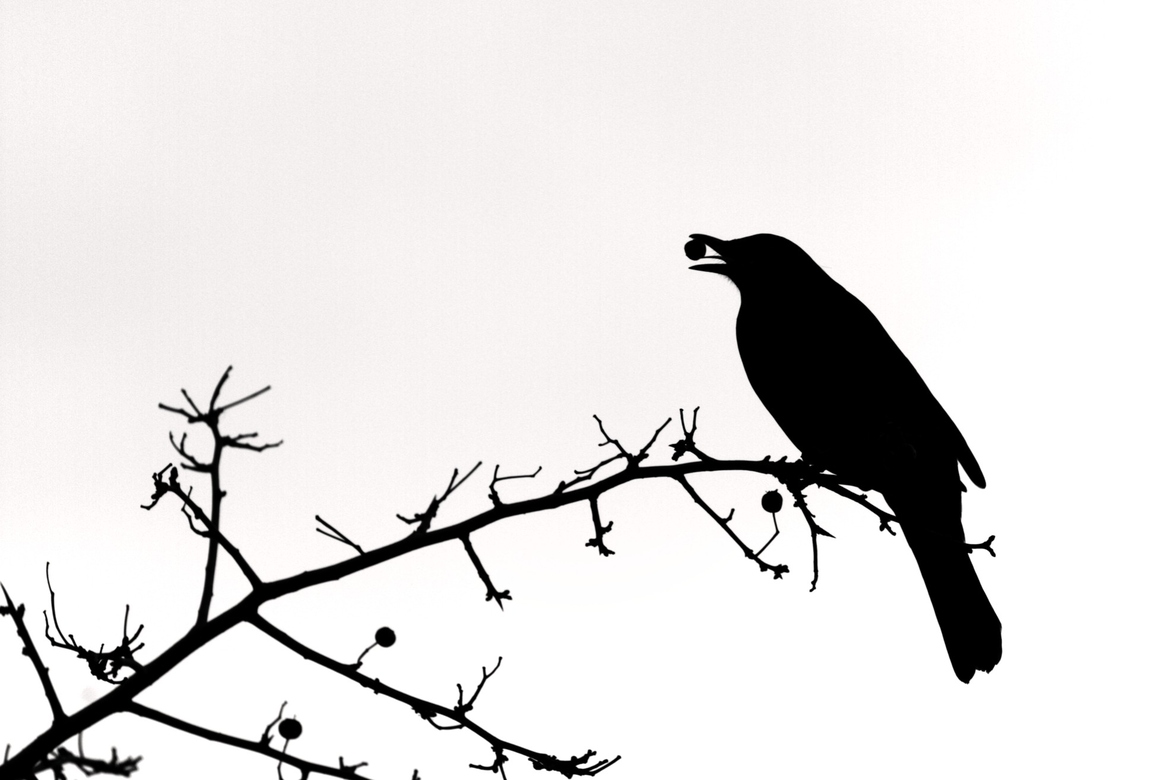 Feeding Blackbird Silhouette. by Mike. Mayo | 500px