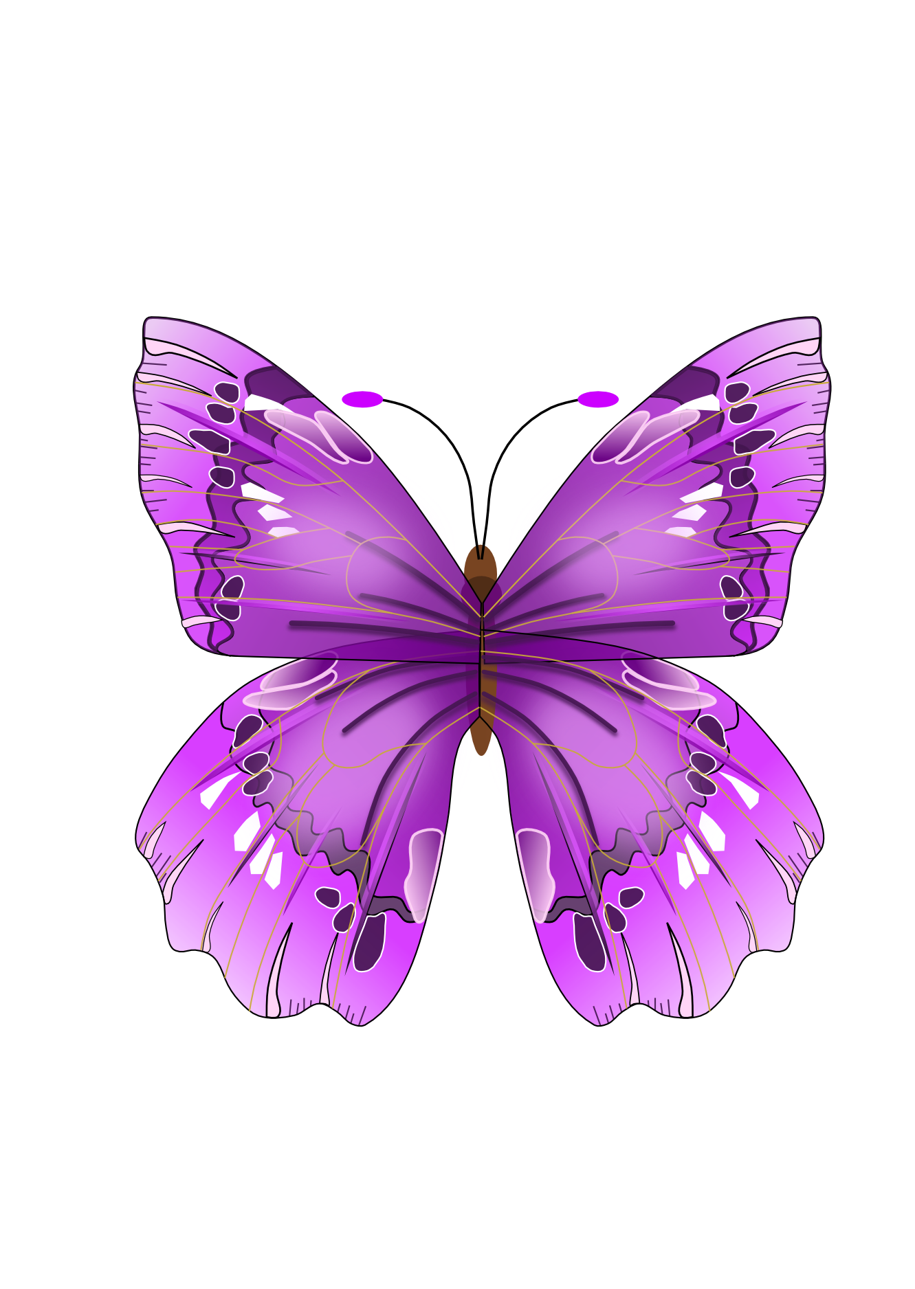 Download PNG image: Butterfly PNG image