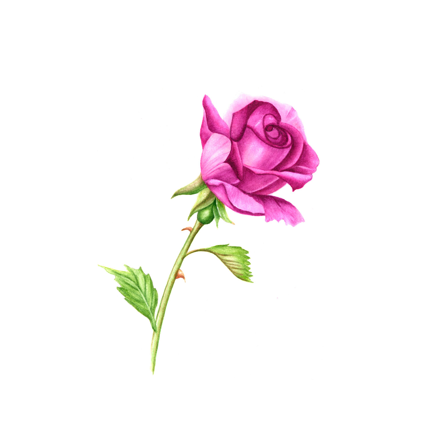 Rose With Stem Drawing