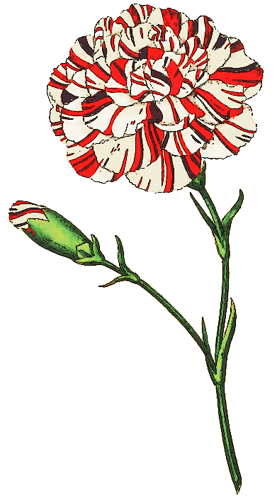 clip art carnation flower - photo #9