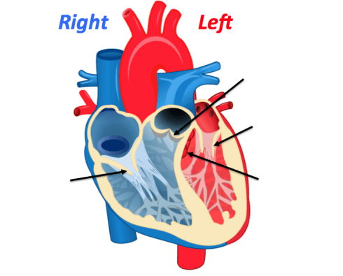 Unlabelled Diagram Of The Human Heart - ClipArt Best