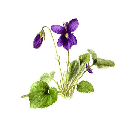 Violet Flower Drawing - ClipArt Best