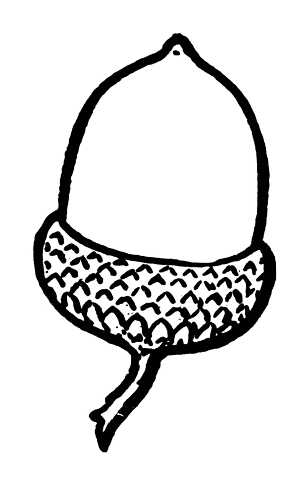 Images Of Acorns Clipart - Free to use Clip Art Resource