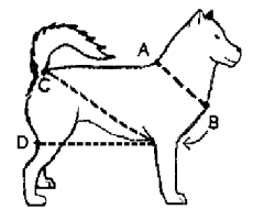 How To Draw A Dog Sled - ClipArt Best