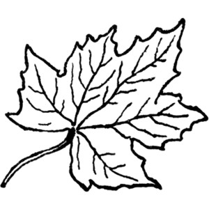 Leaves Clipart Black And White - Tumundografico