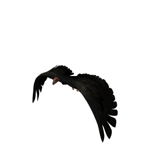 Bird Flying GIF - ClipArt Best