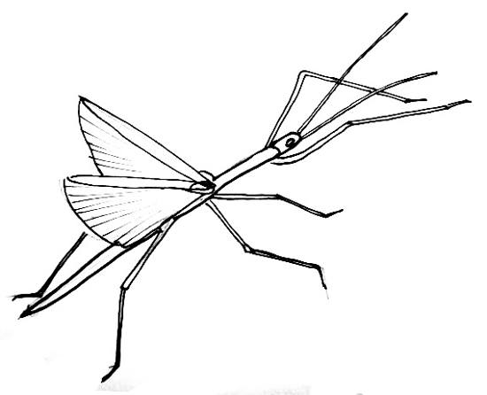 How to draw a Stick Insect