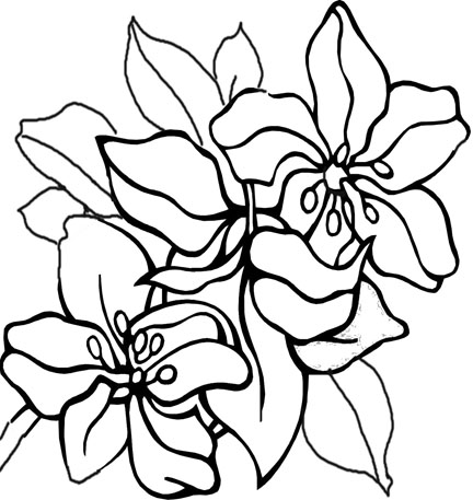 Outline Drawings Of Flowers