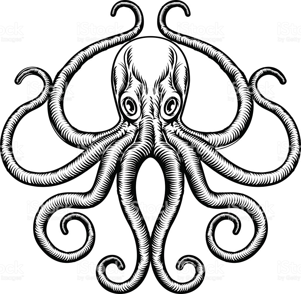 Octopus Or Squid Illustration stock vector art 531466096 | iStock