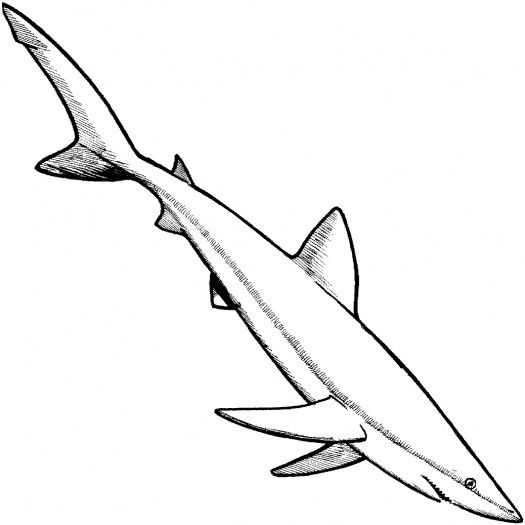 Tiger Shark Outline coloring page | Super Coloring