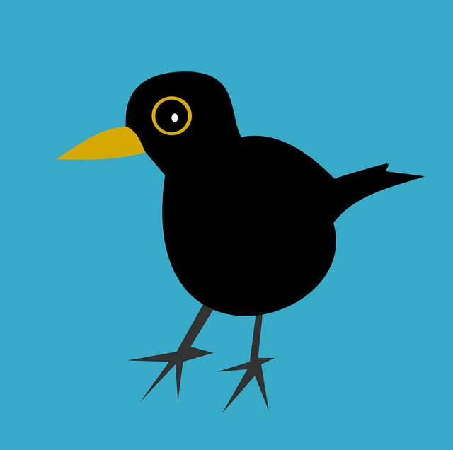 Black bird, Blackbird and Cartoon