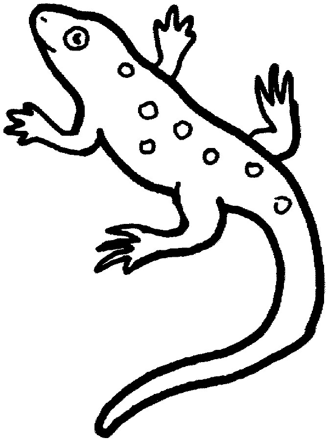 outline-iguana-clipart-best