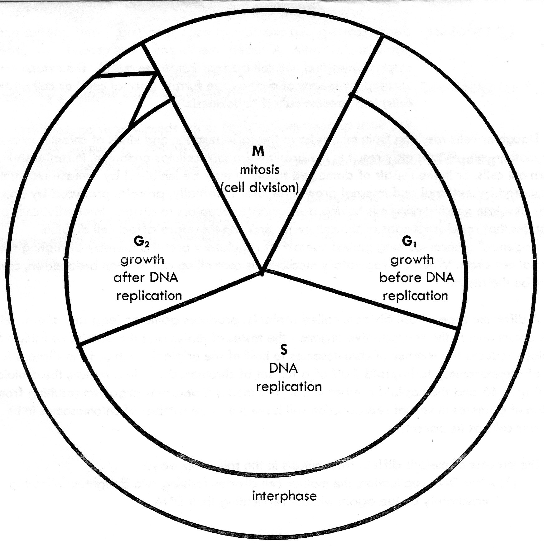 Cell Cycle Diagram - ClipArt Best