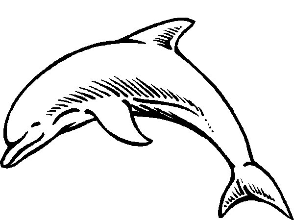 Line Drawing Dolphin : Dolphin line drawing clipart best