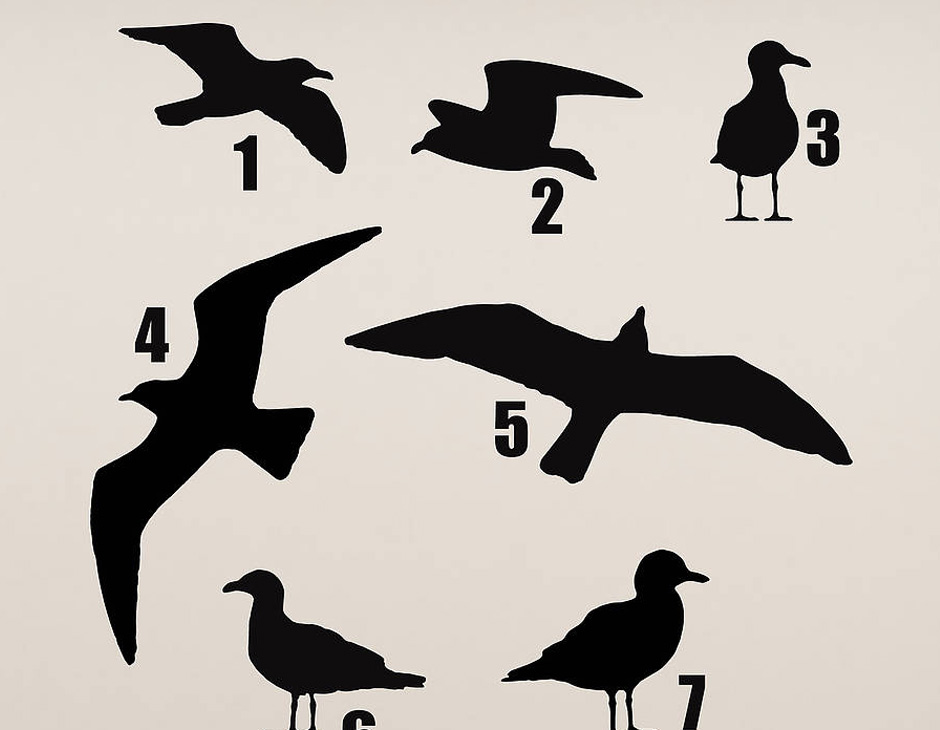 Seagull Vinyl Wall Sticker | Contemporary Wall Stickers