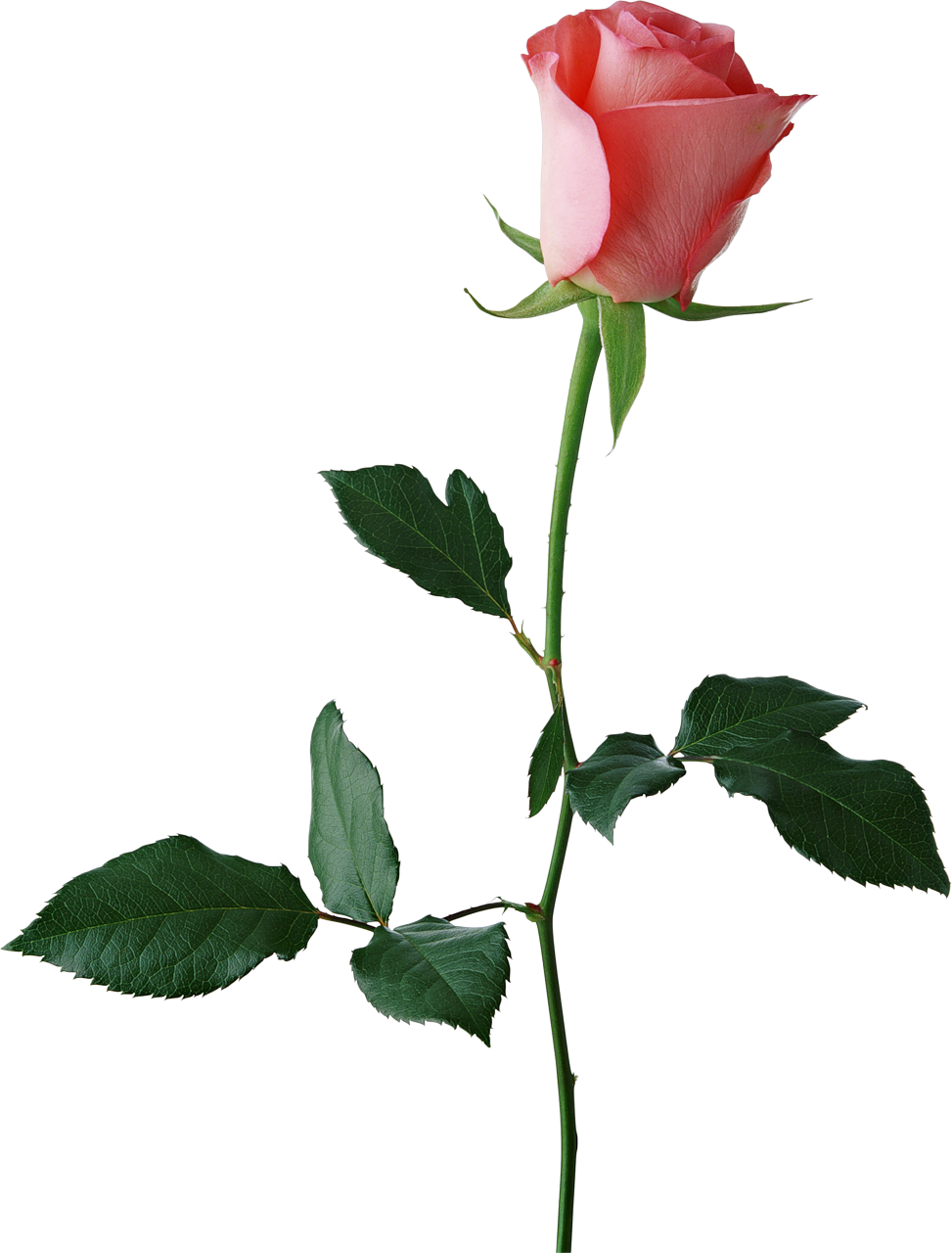 clipart rose bud - photo #8