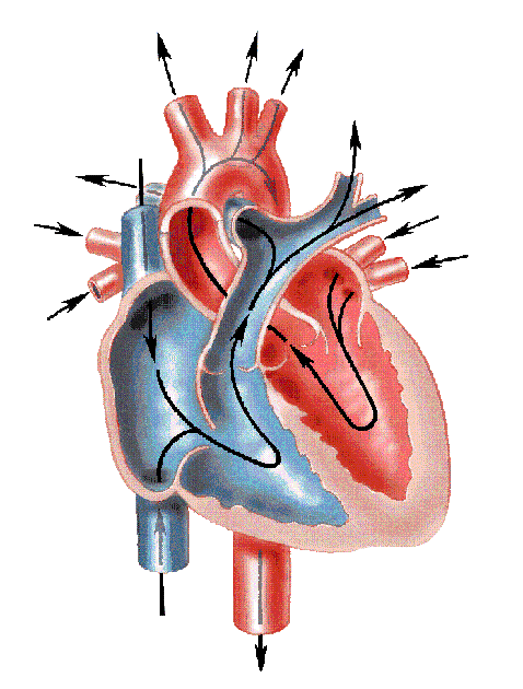 Unlabeled Diagram Of Heart - ClipArt Best