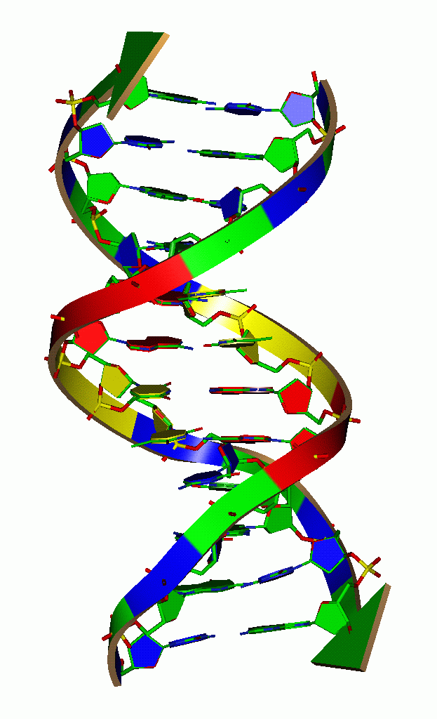 The structure of DNA is a double helix