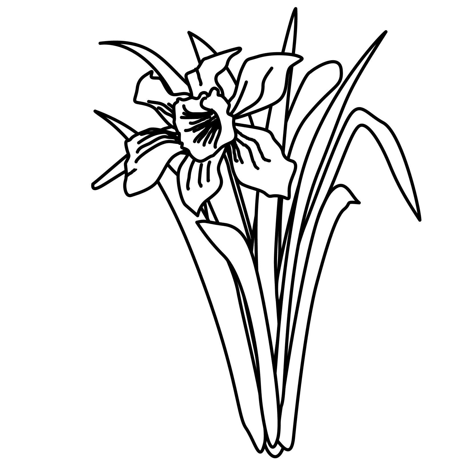 small daffodil pictures Colouring Pages