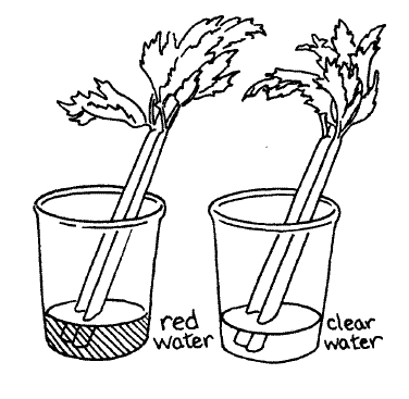 Spotted: How is Water Transported Through Plants? | Education ...