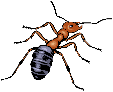 Ants - Bwize